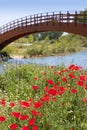 Red poppies flowers meadow river wooden bridge Royalty Free Stock Photo