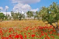 Red poppies flowers, olive trees and yellow wheat field Royalty Free Stock Photo