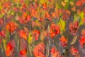 Red poppies flowers painting. Macro Close up fragment Royalty Free Stock Photo