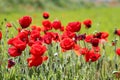 Red poppies flowers in a prairie Royalty Free Stock Photo