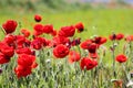 Red poppies flowers in a prairie Royalty Free Stock Photo