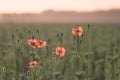 Red poppies and flying bee Royalty Free Stock Photo