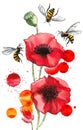 Red poppies and flying bees Royalty Free Stock Photo