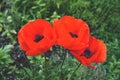 Red poppies in the garden