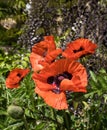 Red poppies in a garden in Weinheim Royalty Free Stock Photo
