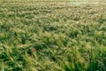 Red poppies in a grain crop field