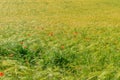 Red poppies in a grain crop field