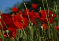 Close up of a group bright red poppies Royalty Free Stock Photo