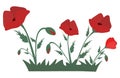 Red poppies in the grass