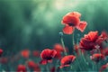 Red poppies in grass. Symbol of Remembrance Day. Copy space for text. Royalty Free Stock Photo