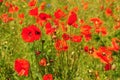 Red poppies on green field