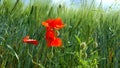 Red poppies on green field