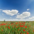 Red poppies in green field and blue sky with clouds Royalty Free Stock Photo