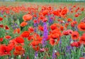 Red poppies on a green field on a sunny day. Spring field of poppies. Red and purple flowers Royalty Free Stock Photo