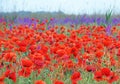 Red poppies on a green field on a sunny day. Spring field of poppies. Red and purple flowers Royalty Free Stock Photo