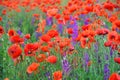 Red poppies on a green field on a sunny day. Spring field of poppies. Red and purple flowers