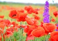 Red poppies on a green field on a sunny day. Spring field of poppies. Red and purple flowers Royalty Free Stock Photo