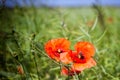 Red Poppies on green field