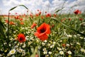 Red poppies in a green field with wild flowers during a sunny summer day Royalty Free Stock Photo