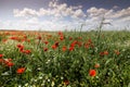 Red poppies in a green field with wild flowers during a sunny summer day Royalty Free Stock Photo