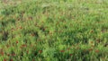 Red poppies on a green meadow, arc technique