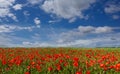 Red poppies in the green meadow on blue sky Royalty Free Stock Photo