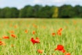 Red poppies in bright green meadow by blurred forest in background Royalty Free Stock Photo
