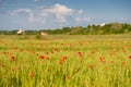 Red poppies on green wheat field Royalty Free Stock Photo