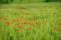 Red poppies on green wheat field Royalty Free Stock Photo