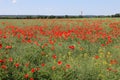 Red poppies grew on an agricultural field. Weeds in the agricultural field. Royalty Free Stock Photo