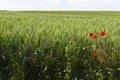 Red poppies grow at the edge of a wheat field Royalty Free Stock Photo