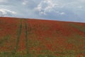 Red poppies grow on a spring meadow. A road in the middle of the field. Gray clouds in the sky. Soft focus blurred background. Royalty Free Stock Photo