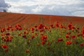 Red poppies grow on a spring meadow. A road in the middle of the field. Gray clouds in the sky. Royalty Free Stock Photo