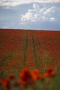 Red poppies grow on a spring meadow. A road in the middle of the field. Gray clouds in the sky. Soft focus blurred background. Royalty Free Stock Photo