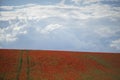 Red poppies grow on a spring meadow. A road in the middle of the field. Gray clouds in the sky. Soft focus blurred background. Royalty Free Stock Photo