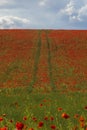 Red poppies grow on a spring meadow. A road in the middle of the field. Gray clouds in the sky. Royalty Free Stock Photo