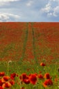 Red poppies grow on a spring meadow. A road in the middle of the field. Gray clouds in the sky. Soft focus blurred background. Royalty Free Stock Photo