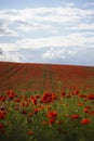 Red poppies grow on a spring meadow. A road in the middle of the field. Gray clouds in the sky. Royalty Free Stock Photo