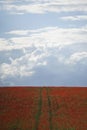 Red poppies grow on a spring meadow. A road in the middle of the field. Gray clouds in the sky. Soft focus blurred background. Royalty Free Stock Photo