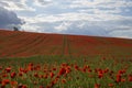 Red poppies grow on a spring meadow. A road in the middle of the field. Gray clouds in the sky. Soft focus blurred background. Royalty Free Stock Photo