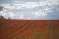 Red poppies grow on a spring meadow. A road in the middle of the field. Gray clouds in the sky. Soft focus blurred background. Royalty Free Stock Photo