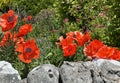 Red poppies, next to a dry stone wall, in the village of, Threshfield, Skipton, UK Royalty Free Stock Photo