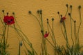 Red poppies growing against amber coloured wall, symbol of remembrance of the Great War, World War One.