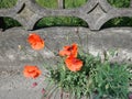 red poppies growing from concrete Royalty Free Stock Photo