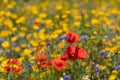 Red poppies growing in a field of colourful wild flowers, photographed in the early morning sun in Gunnersbury, West London UK.