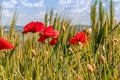 Close up of Red Poppies Growing in a Field of Wheat Royalty Free Stock Photo