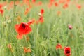 Red poppies growing in green wheat field, closeup detail Royalty Free Stock Photo