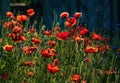 Red poppies illuminated by morning sunlight on the meadow at summertime Royalty Free Stock Photo