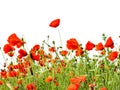 Red poppies isolated on white background Royalty Free Stock Photo