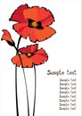 Red poppies isolated on white background Royalty Free Stock Photo